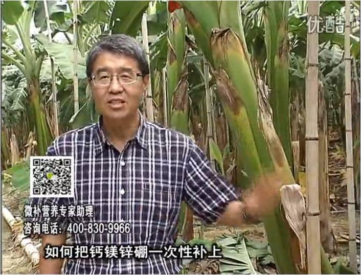 20161121珠江臺搖錢(qián)樹(shù)：香蕉撒施微補倍力，促根壯長(cháng)、預防黃葉、提高產(chǎn)量