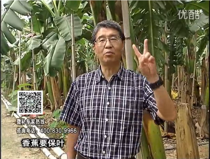 20161128珠江臺搖錢(qián)樹(shù)：香蕉用微補方案，預防減少黃葉、抽蕾膨蕉好