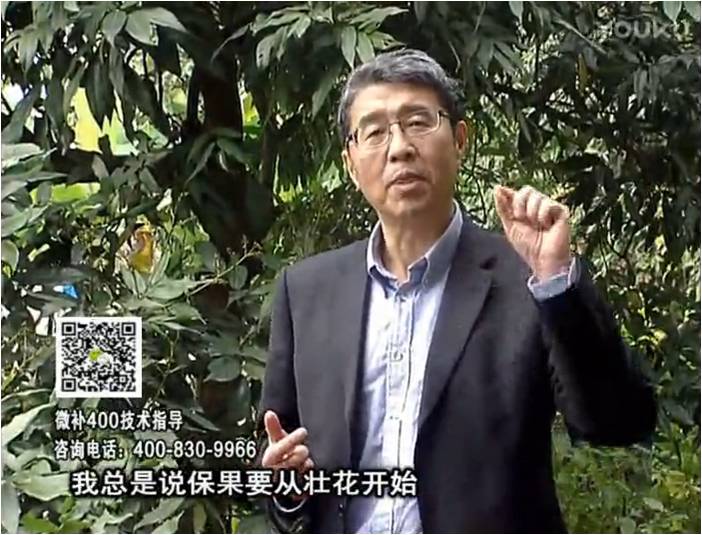 珠江臺搖錢(qián)樹(shù)：荔枝來(lái)花少更要做好壯花，提高坐果，葉噴微補花力+硼力，補鋅