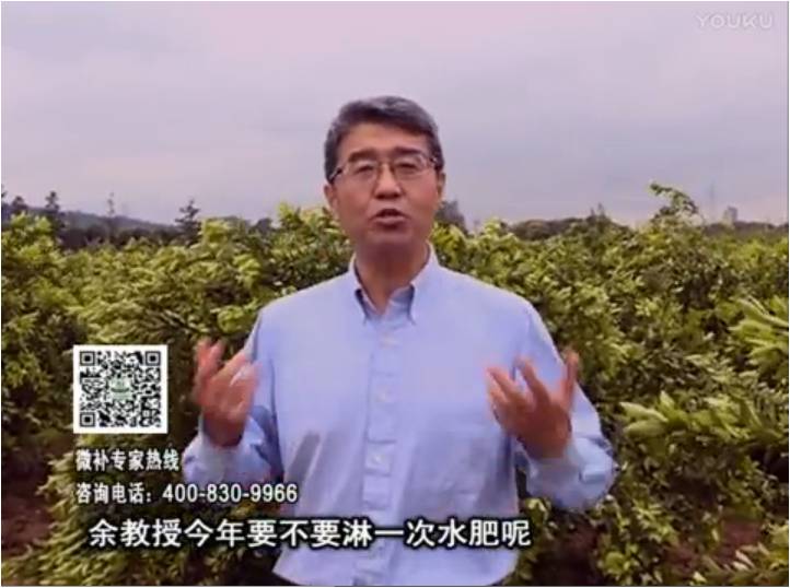 20170424珠江臺搖錢(qián)樹(shù)：柑橘樹(shù)弱保果難度大，淋沖微補根力鈣+精力+精華粉，保樹(shù)保果好