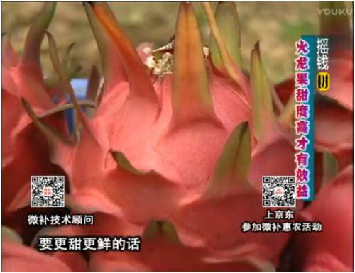20170417珠江臺搖錢(qián)樹(shù)：火龍果用微補方案，開(kāi)花坐果好，提高品質(zhì)