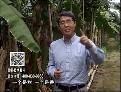 20170327珠江臺搖錢(qián)樹(shù)：香蕉噴施微補果力+碧力+壯力、撒微補倍力，提高品質(zhì)、同時(shí)減肥提產(chǎn)
