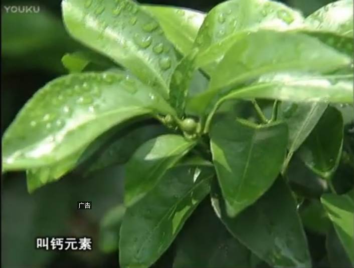 20170508珠江臺搖錢(qián)樹(shù)：柑橘澆施微補根力鈣，補鈣，促根健壯長(cháng)勢