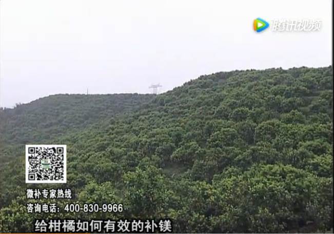 20170522珠江臺搖錢(qián)樹(shù)：柑橘落果黃葉是缺鎂？