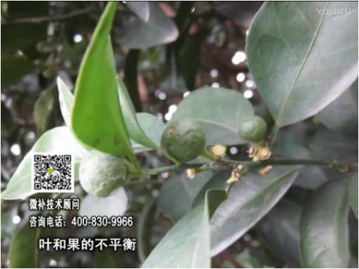 20170501珠江臺搖錢(qián)樹(shù)：柑橘?lài)娛┪⒀a果力+碧力、淋根力鈣+沖力鎂，穩果少落果，促根壯長(cháng)勢
