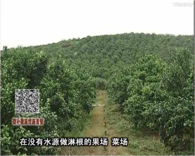20170703珠江臺搖錢(qián)樹(shù)：雨水多樹(shù)勢弱，撒施因迪樂(lè )調酸促根壯長(cháng)勢