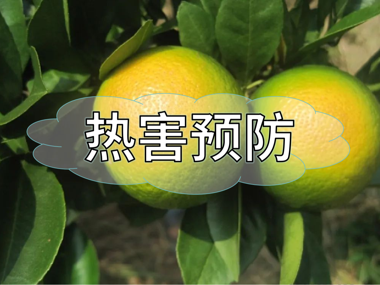 高溫?zé)岷r(nóng)業(yè)生產(chǎn)的 "隱形殺手"，熱害防御指南