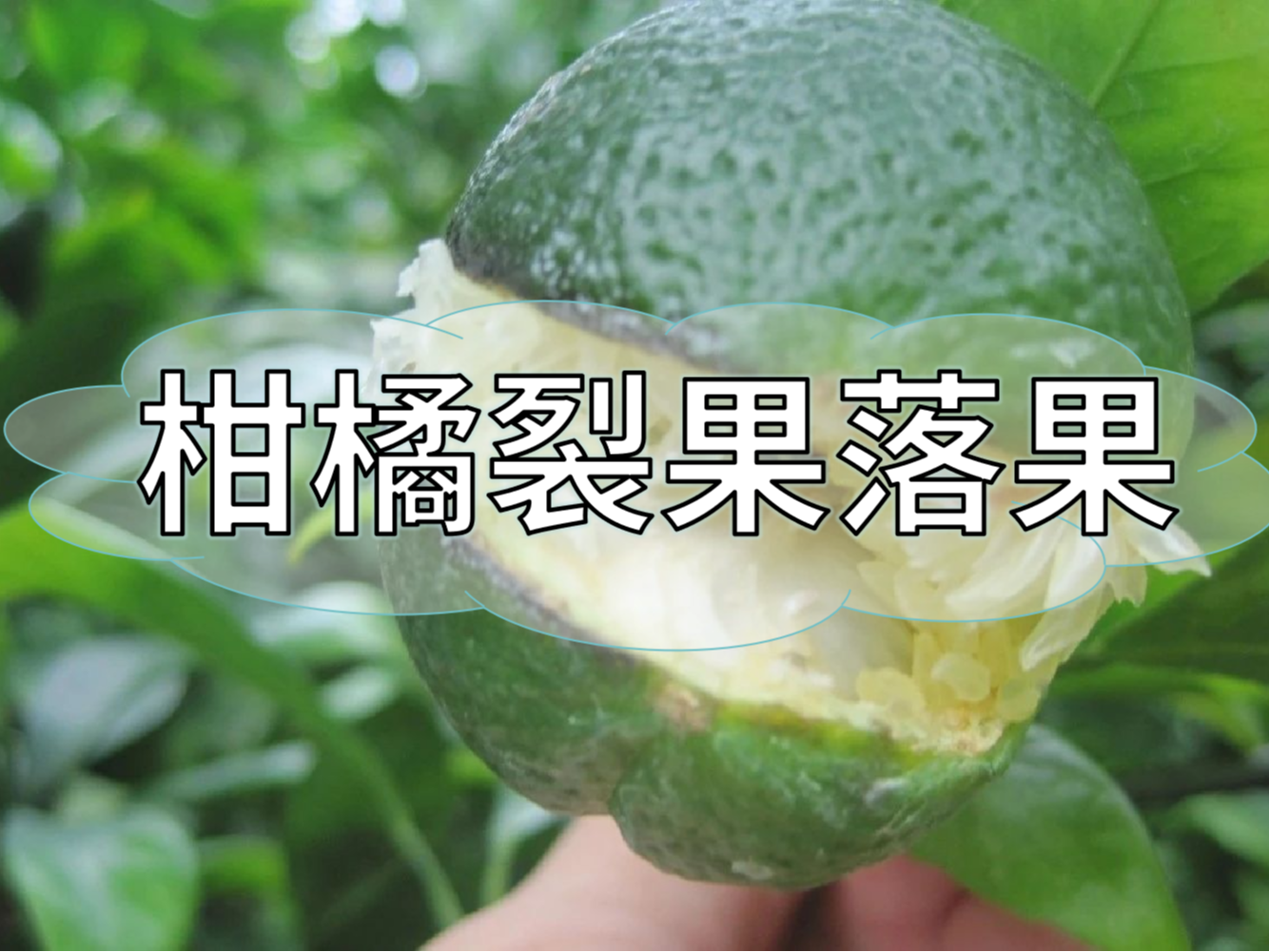柑橘膨果提質(zhì)期，防裂果防落果秘籍先收好