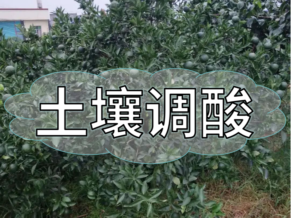 柑橘膨大期，土壤調(diào)酸與施膨果肥一樣重要