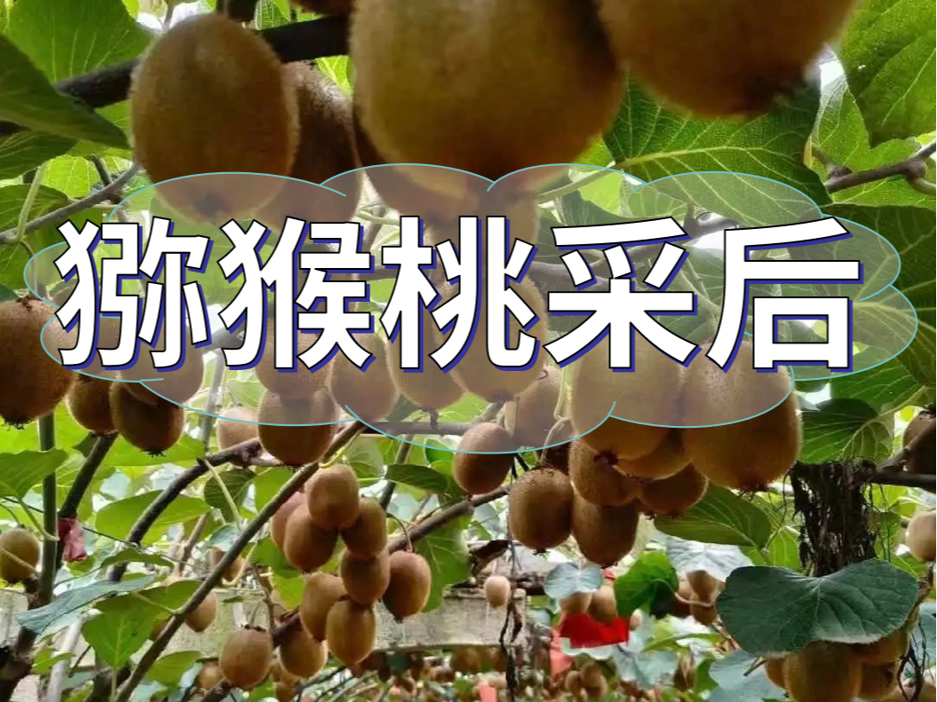 獼猴桃采后做好3點，來年繼續(xù)大豐收