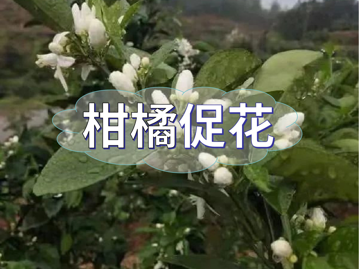 柑橘<i style='color:red'>促花</i>三要領(lǐng)，促進(jìn)優(yōu)質(zhì)花的形成