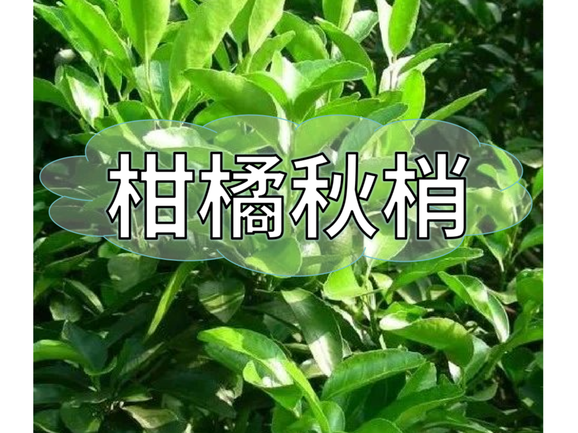秋梢放不出怎么辦？如何放出健壯秋梢？