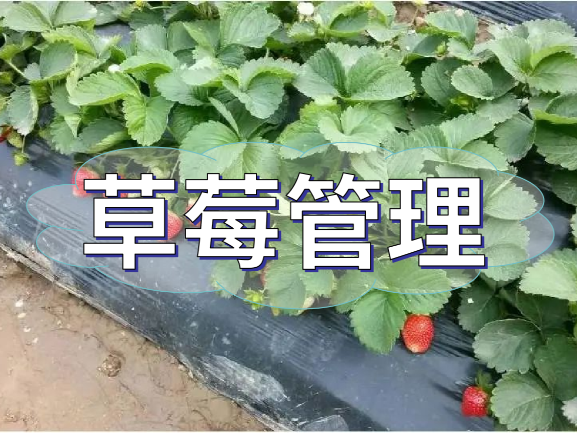 這樣做讓你的草莓品質(zhì)好，產(chǎn)量高！