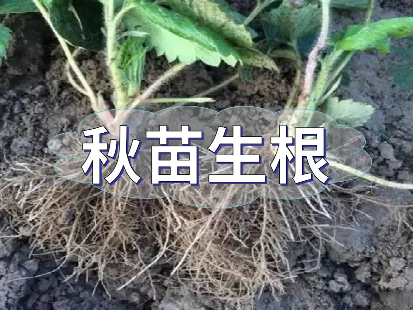 秋播開始，生根養(yǎng)根是作物健壯增產(chǎn)提質(zhì)的關(guān)鍵
