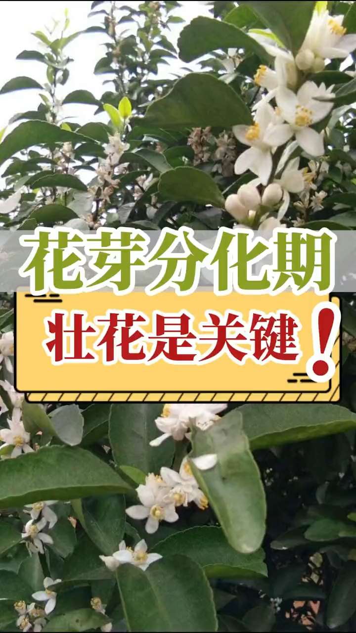 花芽分化期，壯花是關(guān)鍵！