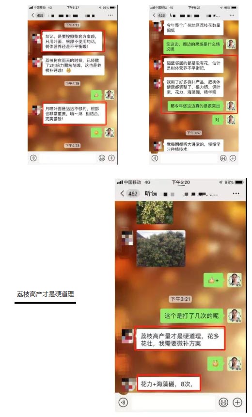 荔枝園連年高產(chǎn)，秘訣在這里