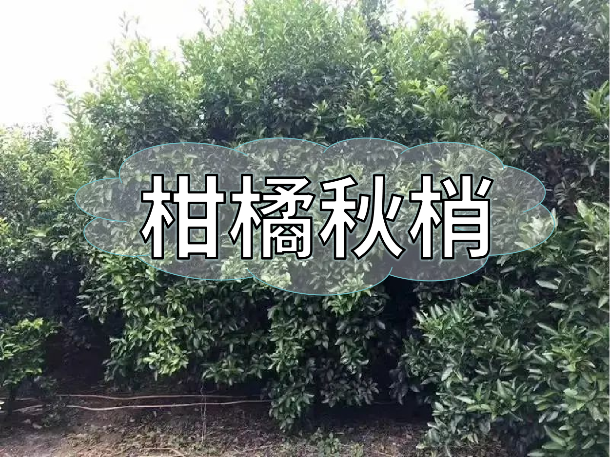 <i style='color:red'>柑橘秋梢</i>老熟期，抓好重點(diǎn)穩(wěn)今年，保明年